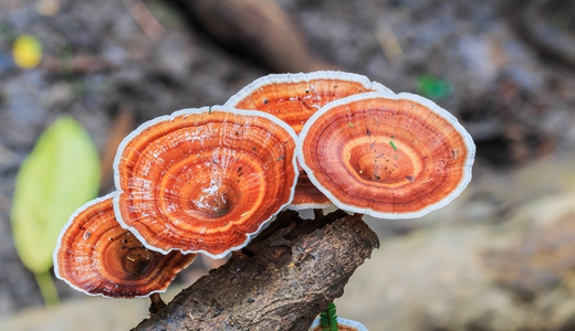 靈芝成保健市場“新秀”，發(fā)力精深加工打造致富產(chǎn)業(yè)