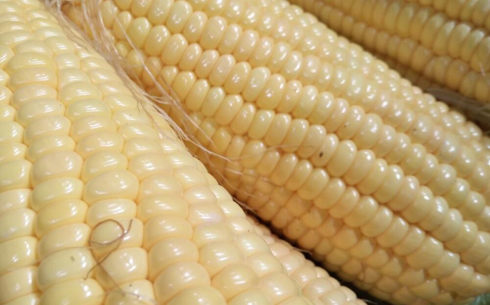 数智赋能全链条 机械护航鲜食玉米市场提质增效