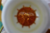 解读《关于牡丹籽油等16种“三新食品”的公告》（2026年第5号）